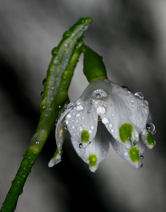 Leucojum vernum / Campanelle comuni